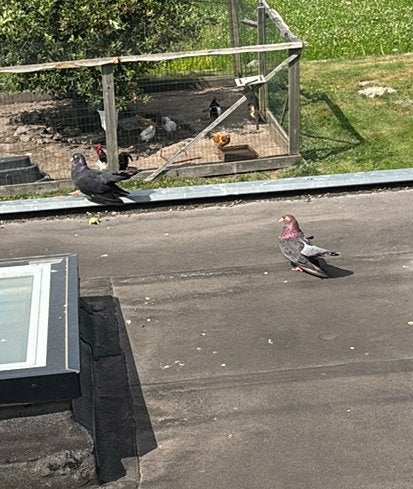 Koppel oosterse roller maar €12., Dieren en Toebehoren, Vogels | Duiven, Meerdere dieren, Tuimelaar of Roller