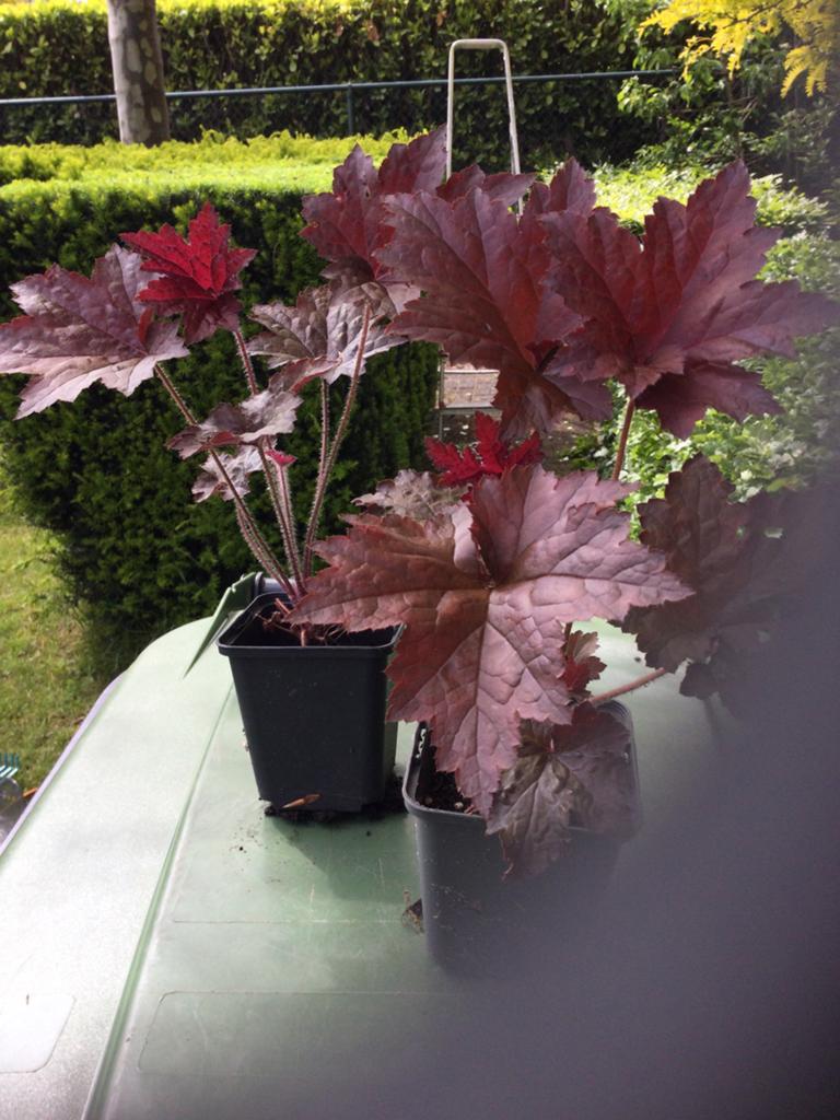 Rode Heuchera €1,25 per potje, Tuin en Terras, Ophalen of Verzenden