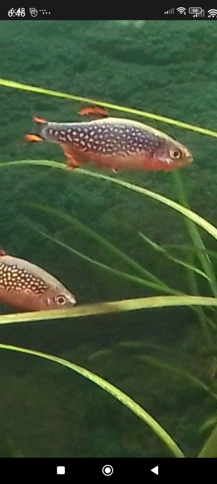 Rasbora Galaxy.TEKOOP GEVRAAGD., Vis, Zoetwatervis