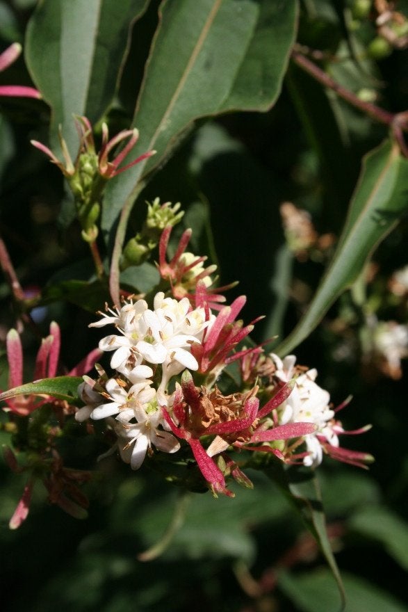 STRUIK Heptacodium miconioides Zevenzonenboom herfstbloeier, Overige soorten, Volle zon, Vaste plant, Ophalen of Verzenden