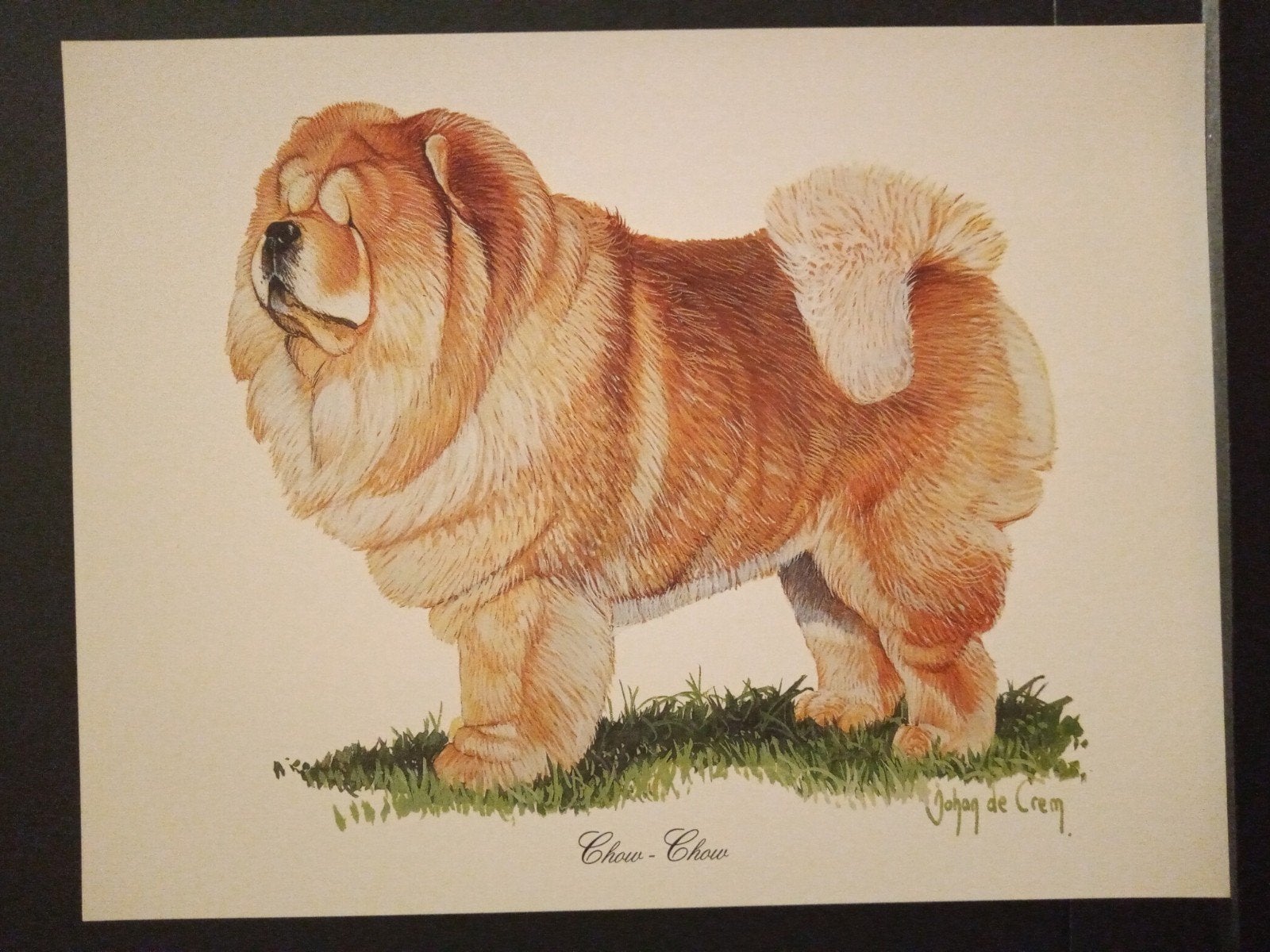Chow Chow - kunstprent - Johan de Crem tekenaar, Verzenden, 1980 tot heden, Zo goed als nieuw, Dier
