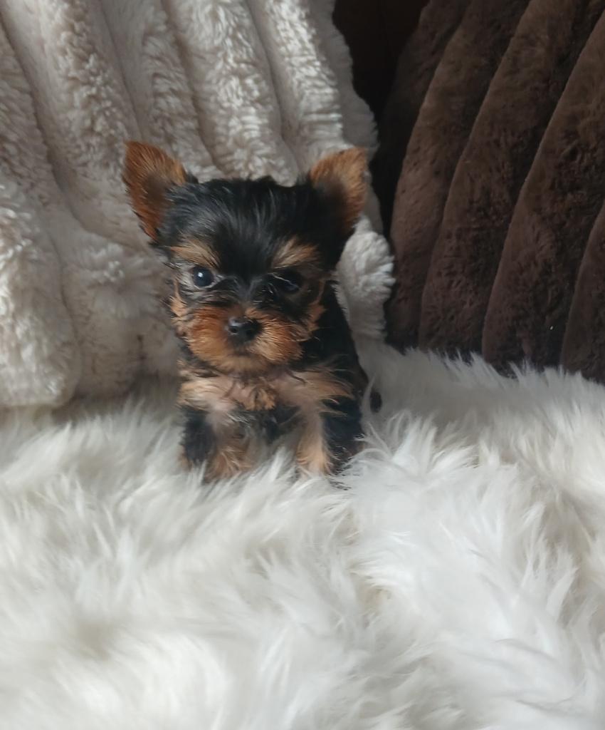 Prachtige (mini) Yorkshire Terrier pup, Dieren en Toebehoren, Yorkshire Terriër, Reu, 8 tot 15 weken, Eén hond