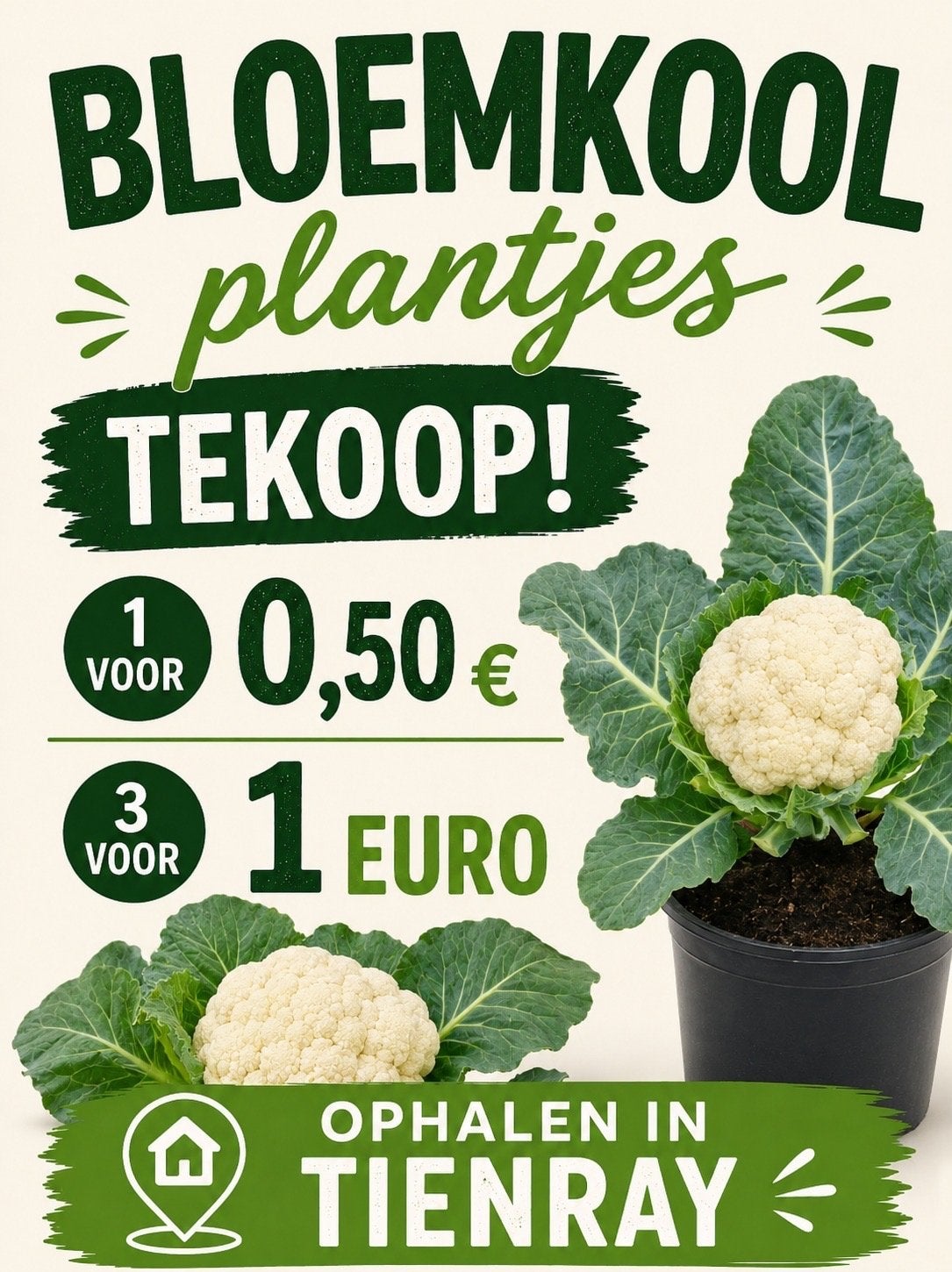 Bloemkool plantjes, Ophalen, Volle zon, Groenteplanten, Eenjarig