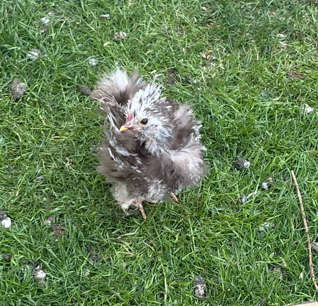 Gratis Mottled krul haantje USA zijdehoen, Mannelijk, Kip