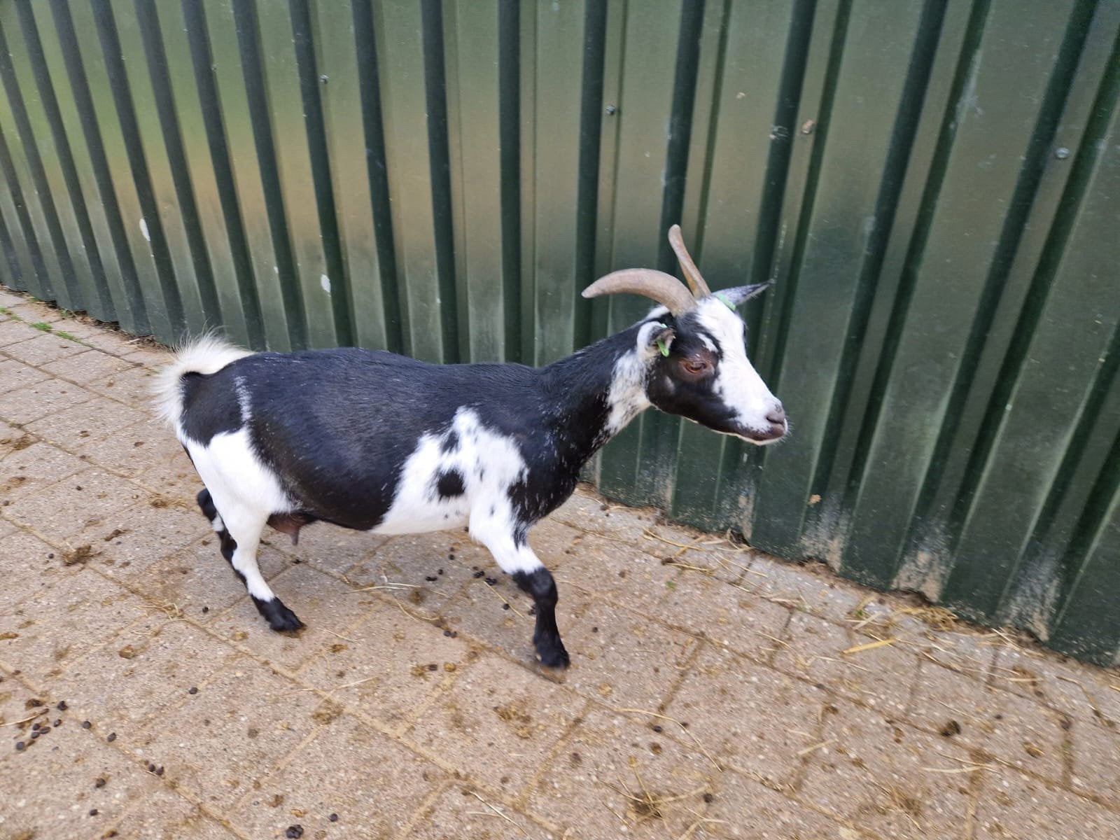 Mooie dwerggeit, Dieren en Toebehoren, Vrouwelijk, Geit, 3 tot 5 jaar