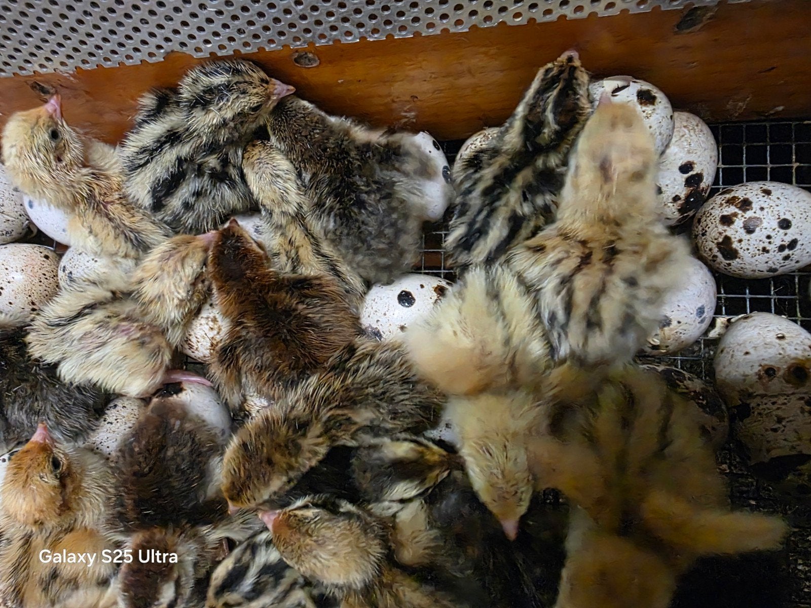 Japanse kwartel kuikens, Dieren en Toebehoren, Geslacht onbekend