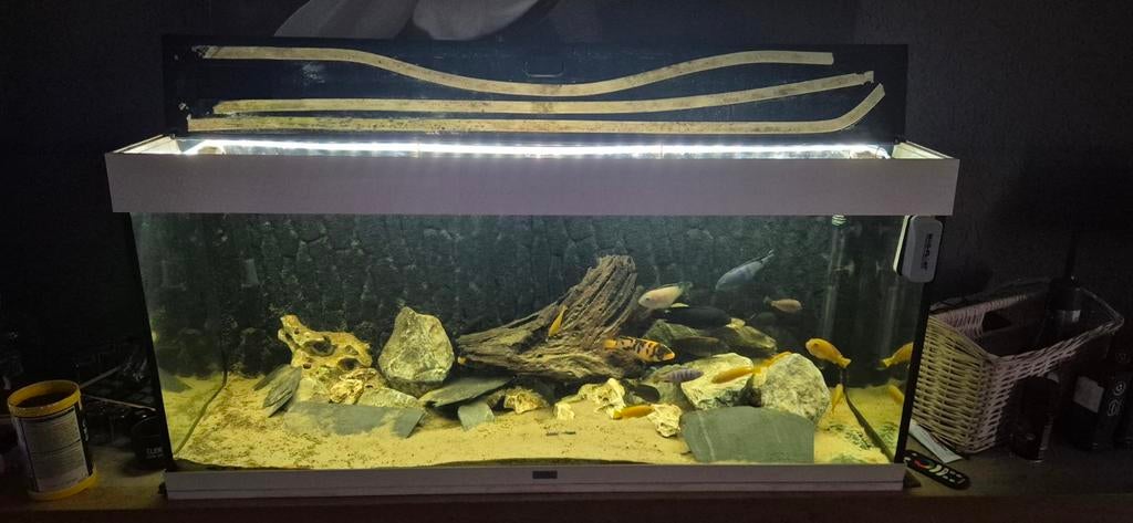 Juwel Aquarium (648 liter), Dieren en Toebehoren, Vis