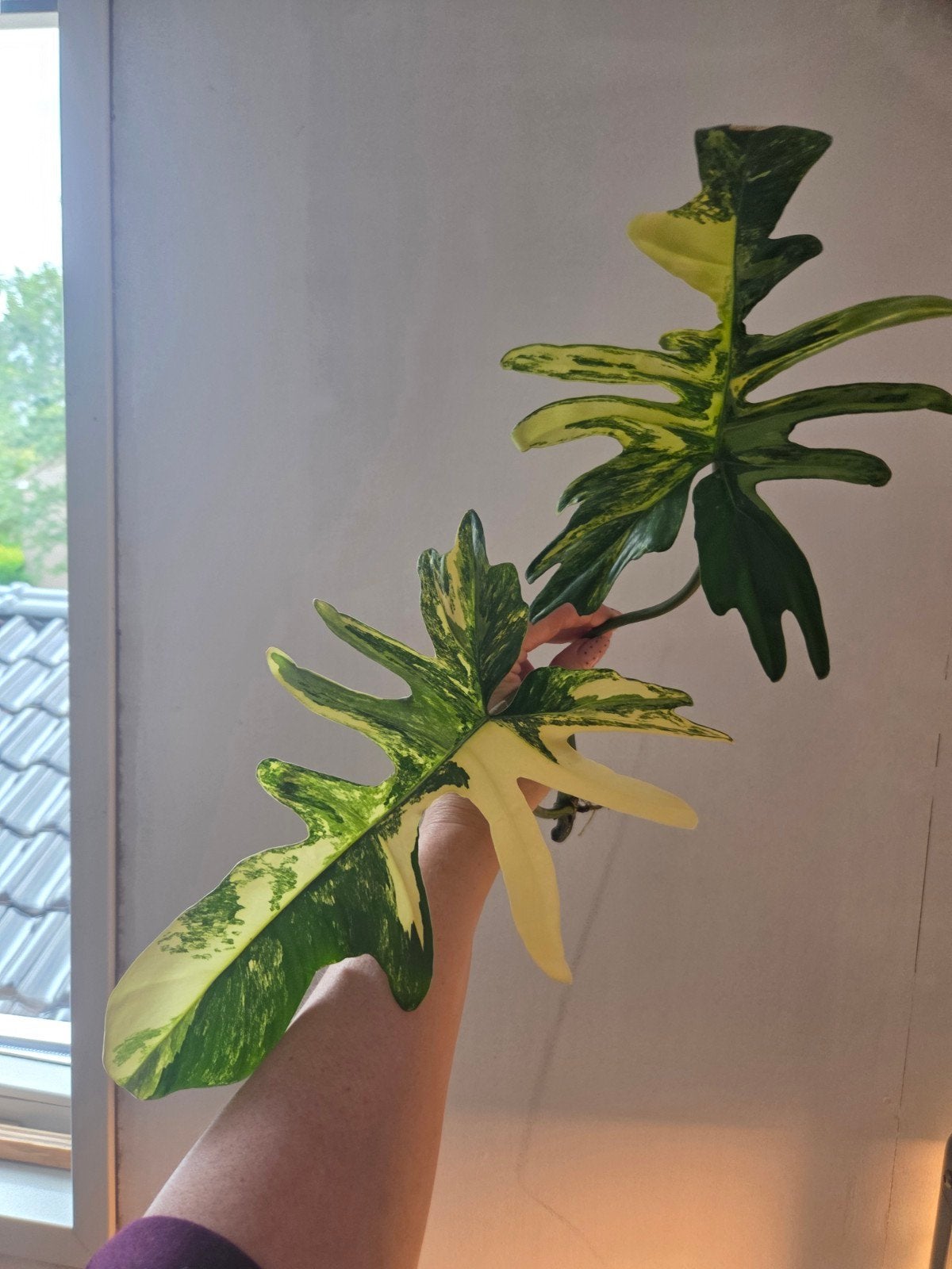 Ph. Florida Beauty x Mayoi Narrow, Huis en Inrichting, Kamerplanten, Ophalen of Verzenden, Halfschaduw, Minder dan 100 cm