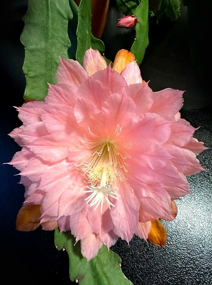 cactus - Kiwi American Sweetheart, Ophalen of Verzenden, Cactus, Volle zon, Minder dan 100 cm