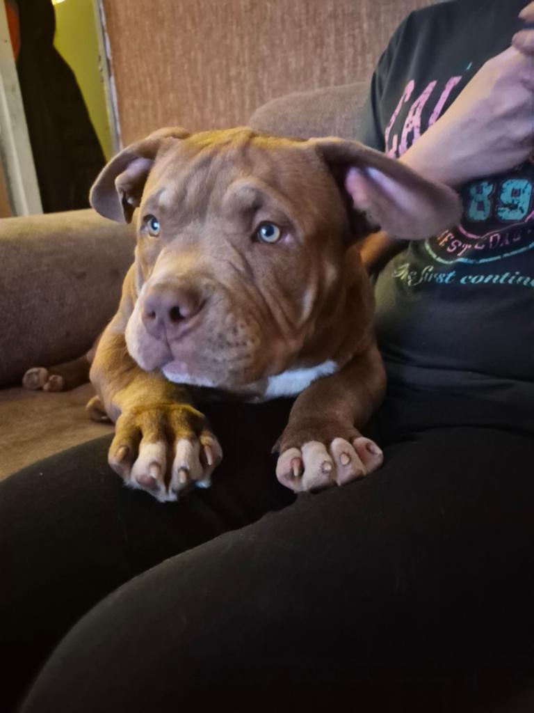 Choco American bully pup COLOR BOMB, 15 weken tot 1 jaar, Reu, Parvo, Bulldog