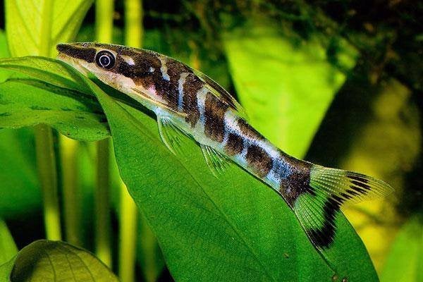 Macrospilus affinis/vitattus - Otocinclus 4 cm!, Vis, Zoetwatervis, Schoolvis