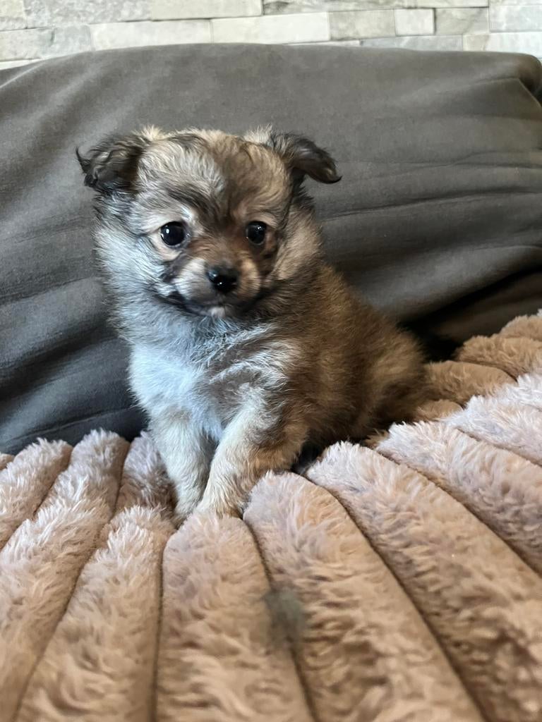 pups🐾maltipoo x pomeriaan  ! 🐶🩷🩵🩵 mogen verhuizen, Parvo, Overige rassen, 8 tot 15 weken, Meerdere