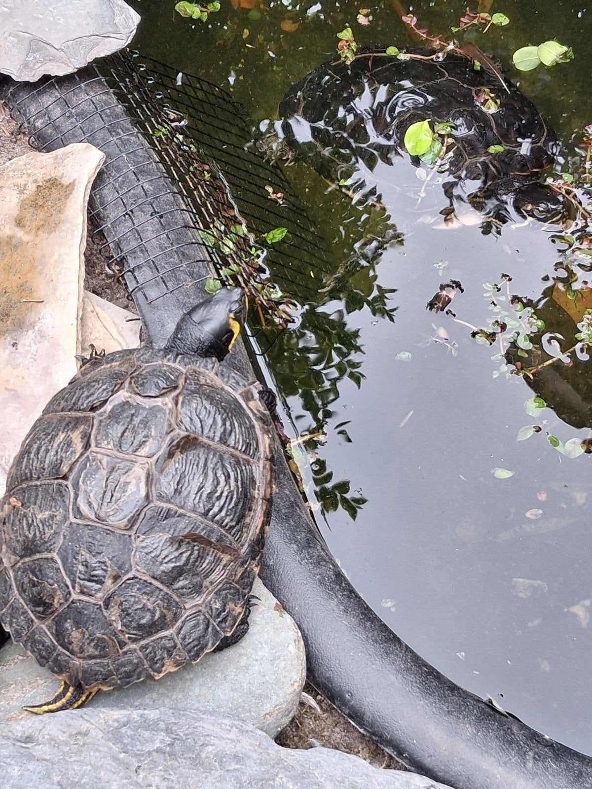 WATERSCHILDPADDEN 2 STUKS, Schildpad, 7 tot 10 jaar