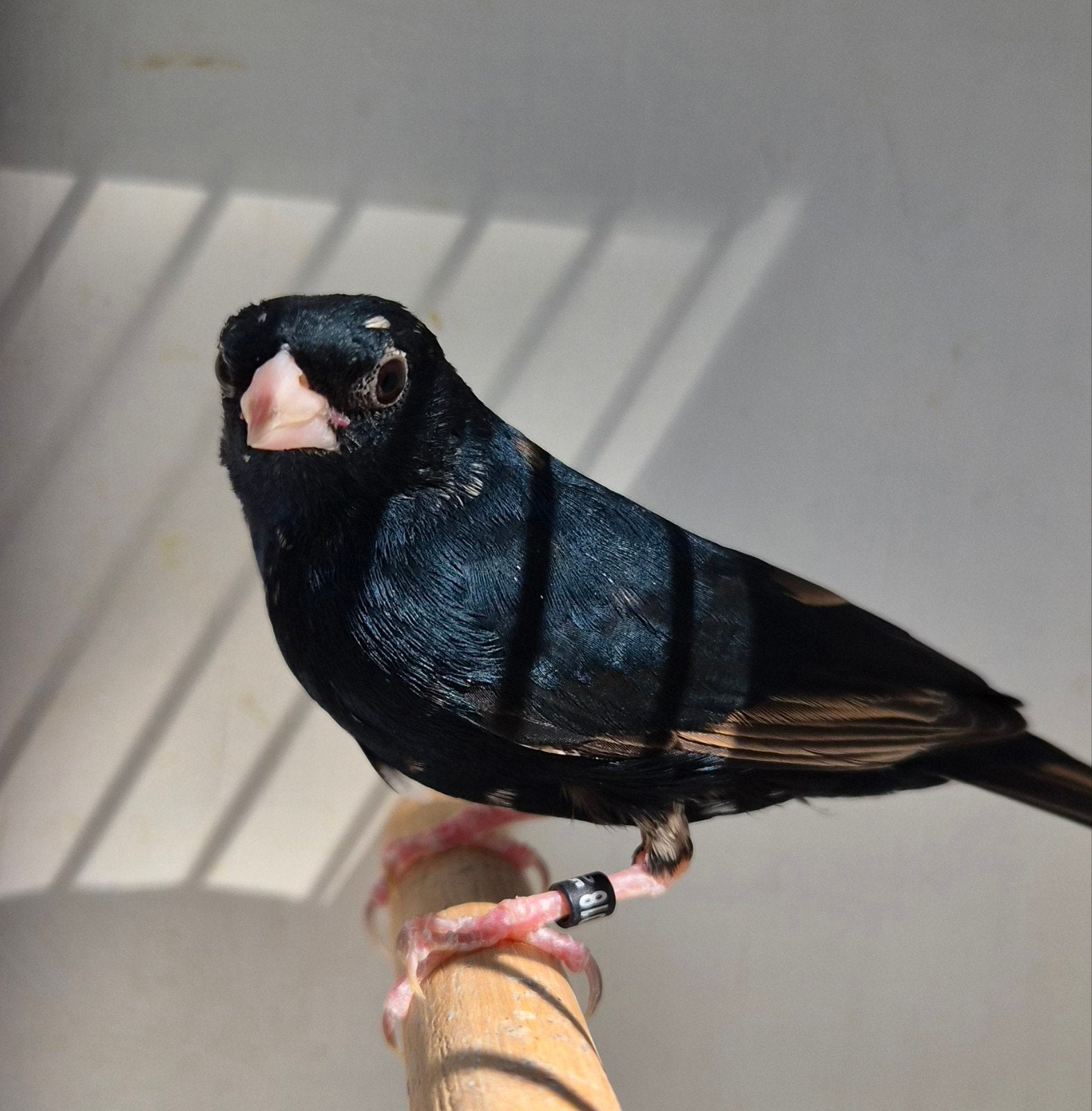 Staalvinken, Mannelijk, Tropenvogel, Geringd
