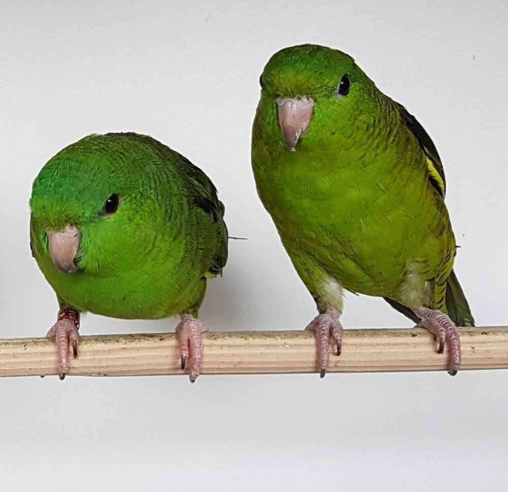 Groene jonge catharinaparkieten, Meerdere dieren, Geringd