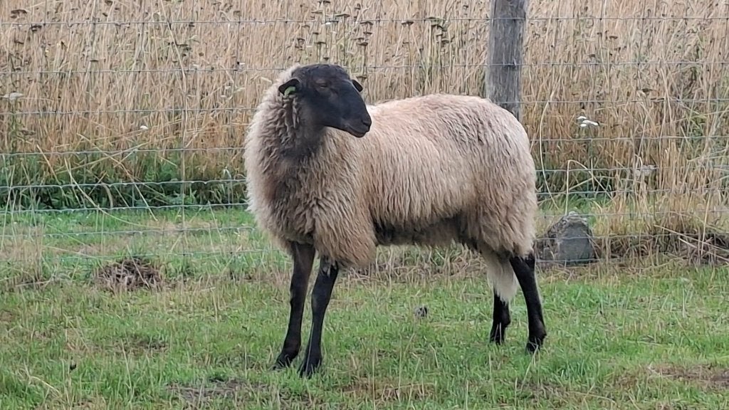 2 Mooie Schoonebeker rammen, Mannelijk, Schaap, 0 tot 2 jaar
