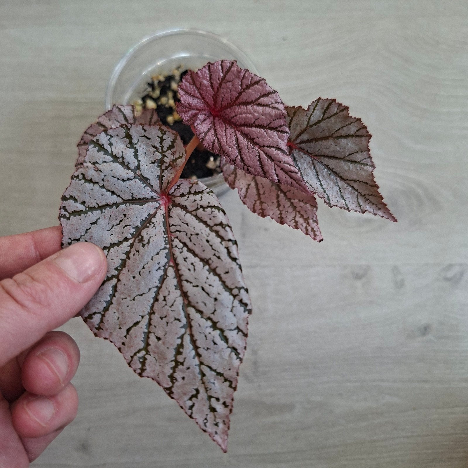 Begonia Ashura zeldzaam plant, Ophalen of Verzenden, Halfschaduw, Minder dan 100 cm