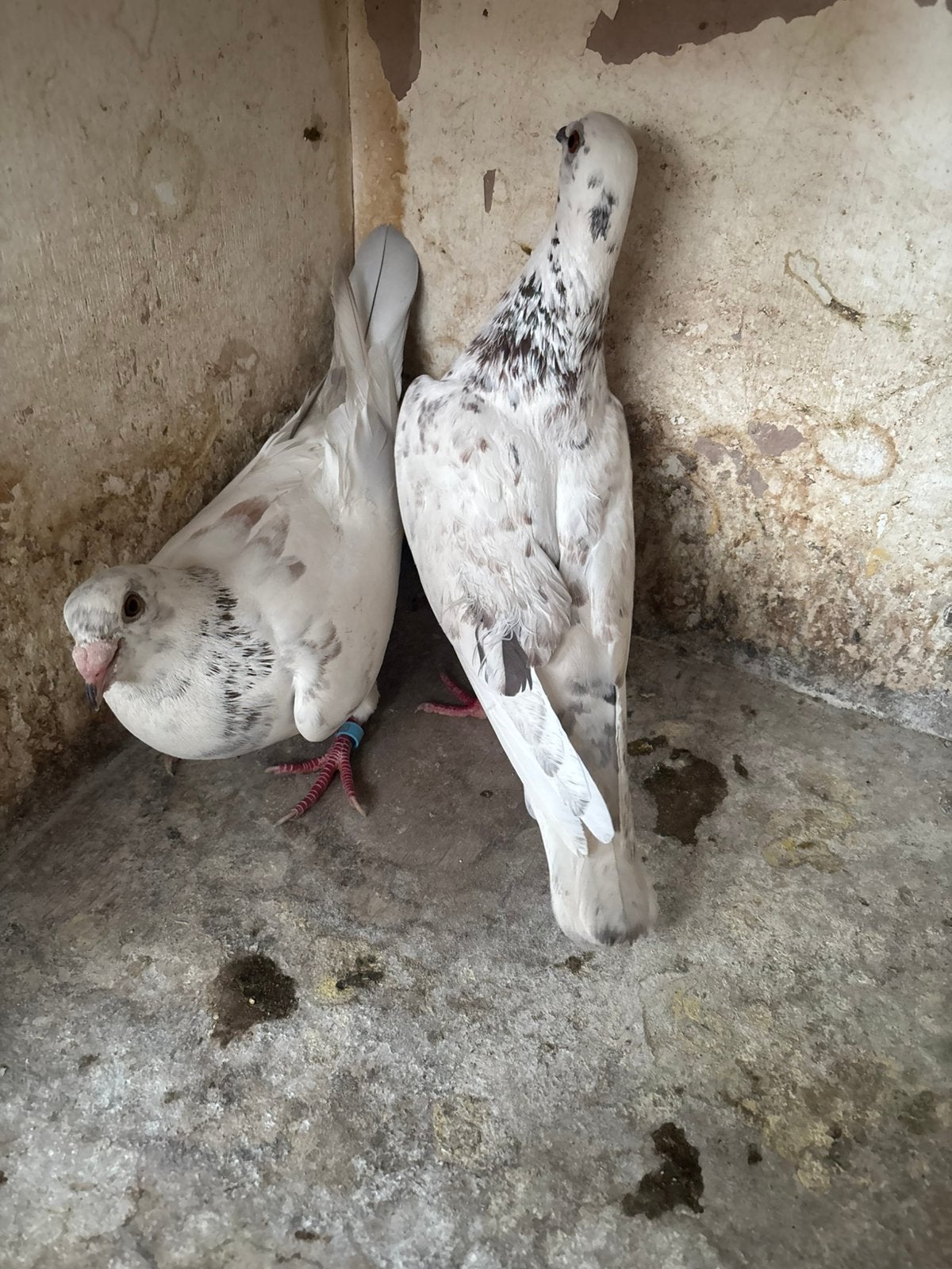 Koppel, Meerdere dieren, Overige soorten