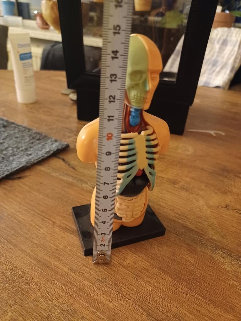 Anatomisch model menselijk torso - educatief figuur, Hobby en Vrije tijd, Modelbouw | Figuren en Diorama's, Gebruikt, Figuur of Figuren
