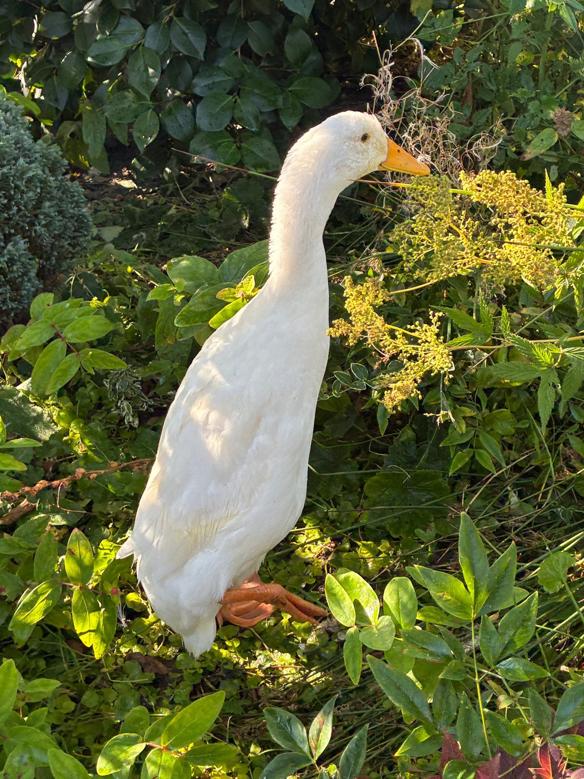 Jonge loopeenden, Dieren en Toebehoren, Meerdere dieren, Eend