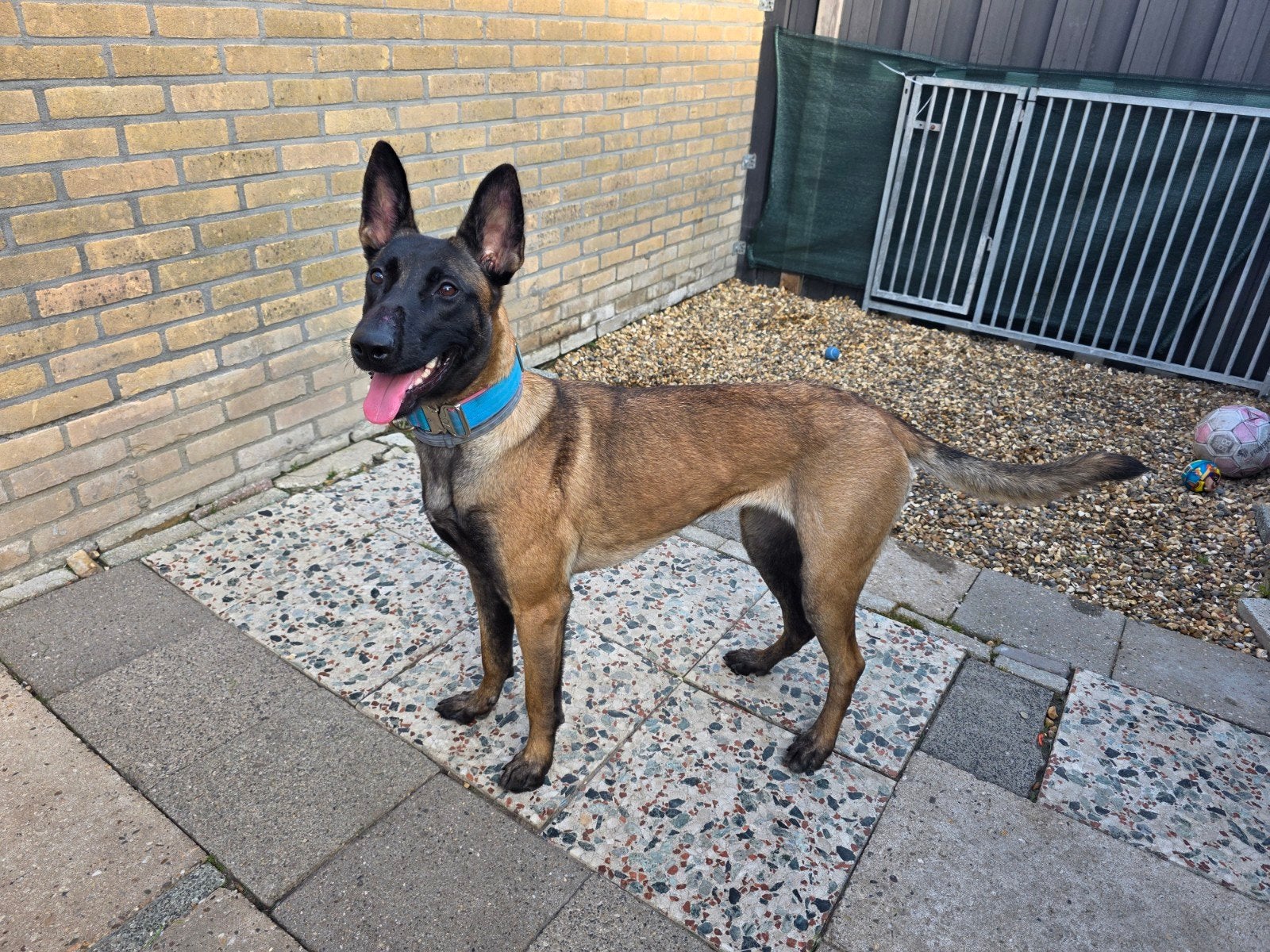 Mechelse Herder Teef voor Forever home, Dieren en Toebehoren, België, Particulier, 1 tot 2 jaar, Teef