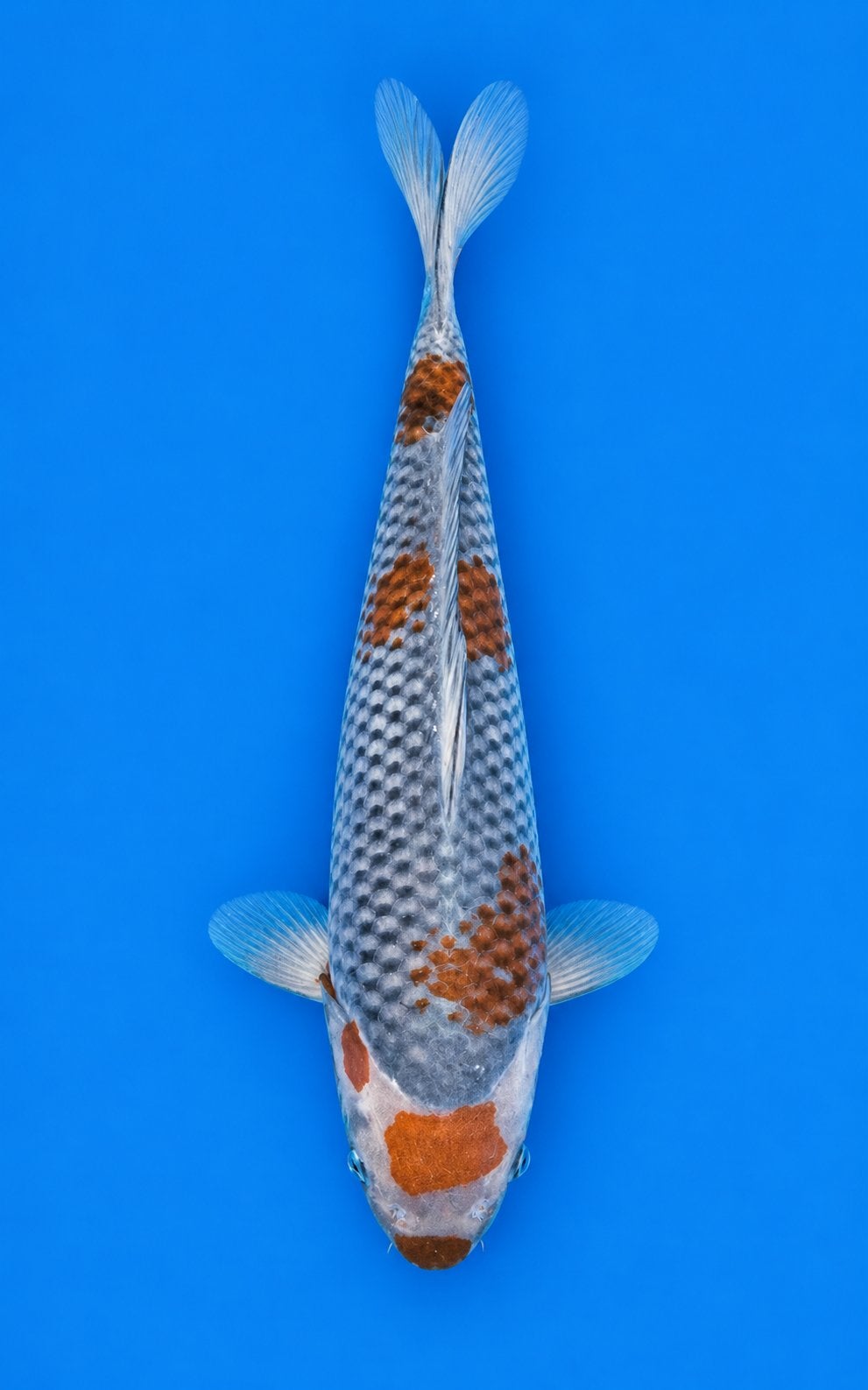 Japanse koi - Ochiba, Karper of Koi