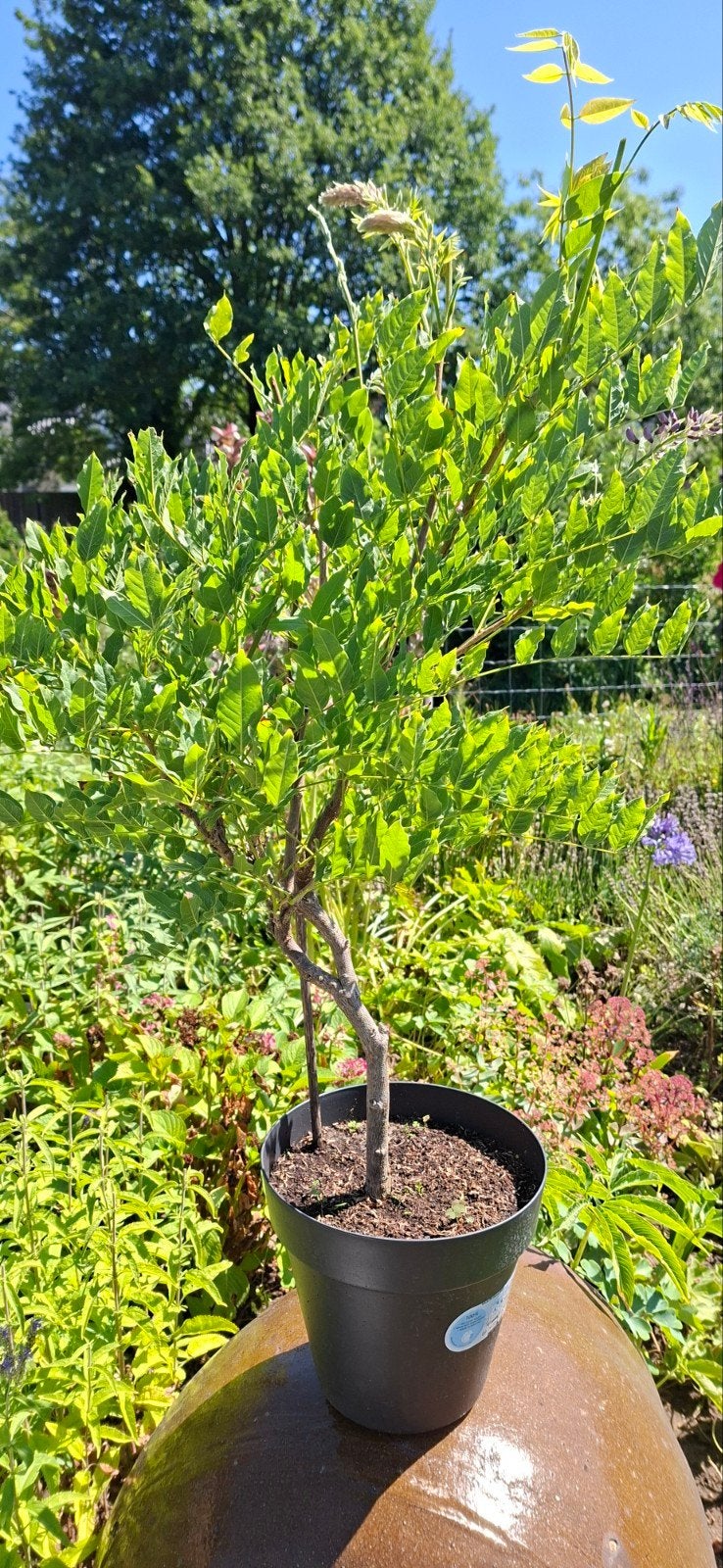Blauwe regen. Wisteria., Halfschaduw, Overige soorten, 100 tot 250 cm, Ophalen