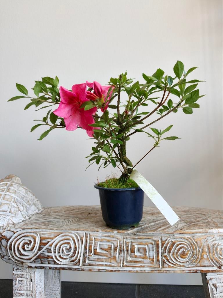 Satsuki Azalea Saien bonsai, Bloeit niet, Halfschaduw, Minder dan 100 cm, Overige soorten