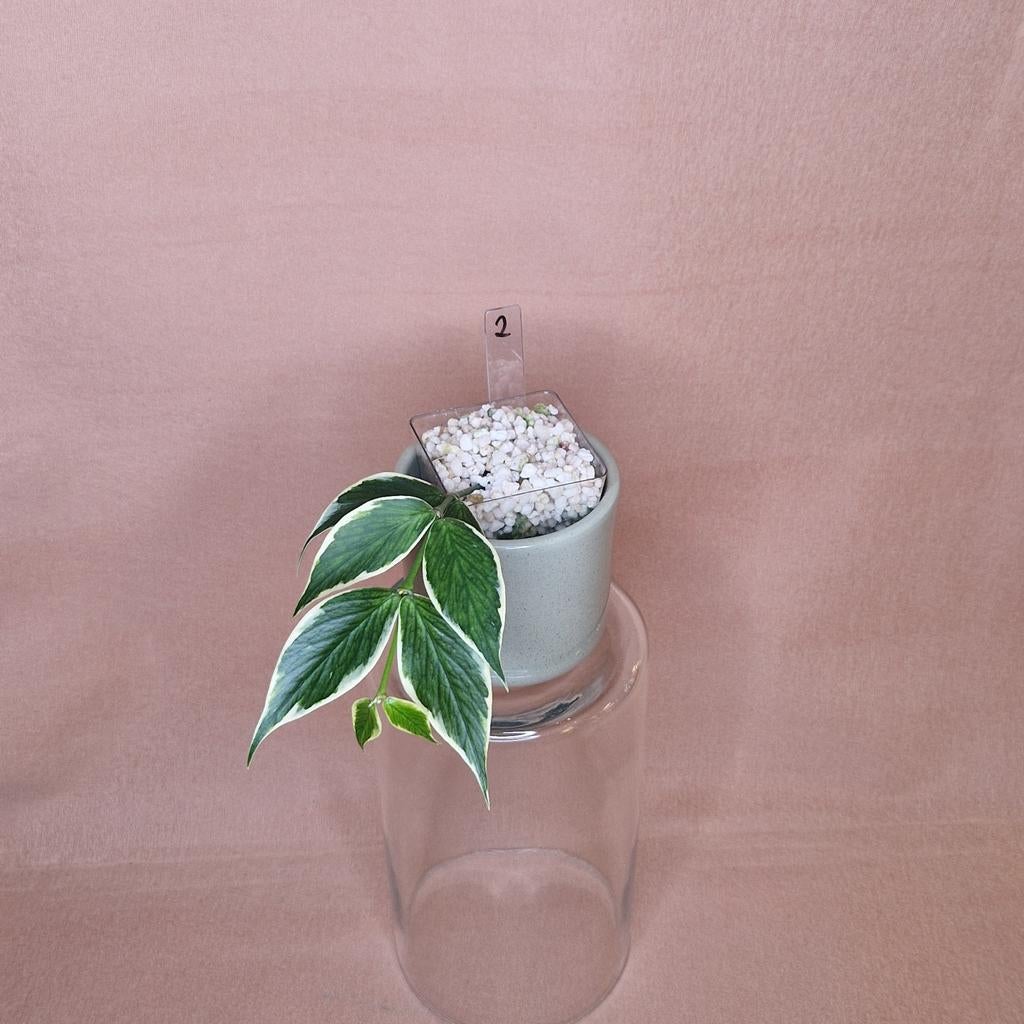 Hoya Polyneura Albo Variegata 2, Overige soorten, Minder dan 100 cm, Bloeiende kamerplant, Halfschaduw