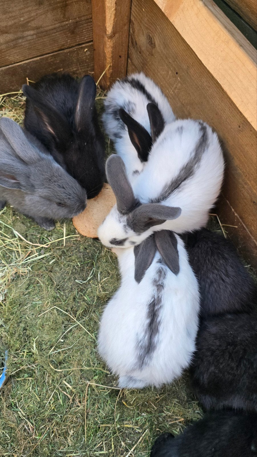 Jonge konijnen  lotharinger / vlaamse reus, Dieren en Toebehoren, Konijnen, Meerdere dieren, Groot, 0 tot 2 jaar