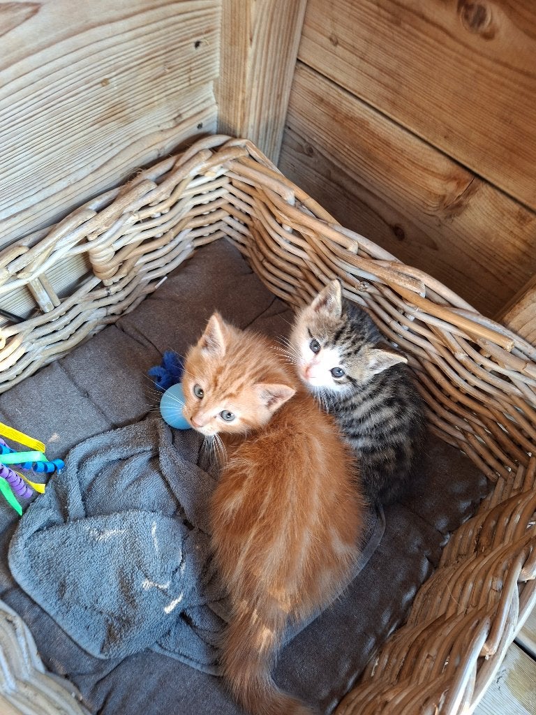 Boerderij poesjes, Dieren en Toebehoren, Poes, Kortharig, 0 tot 2 jaar