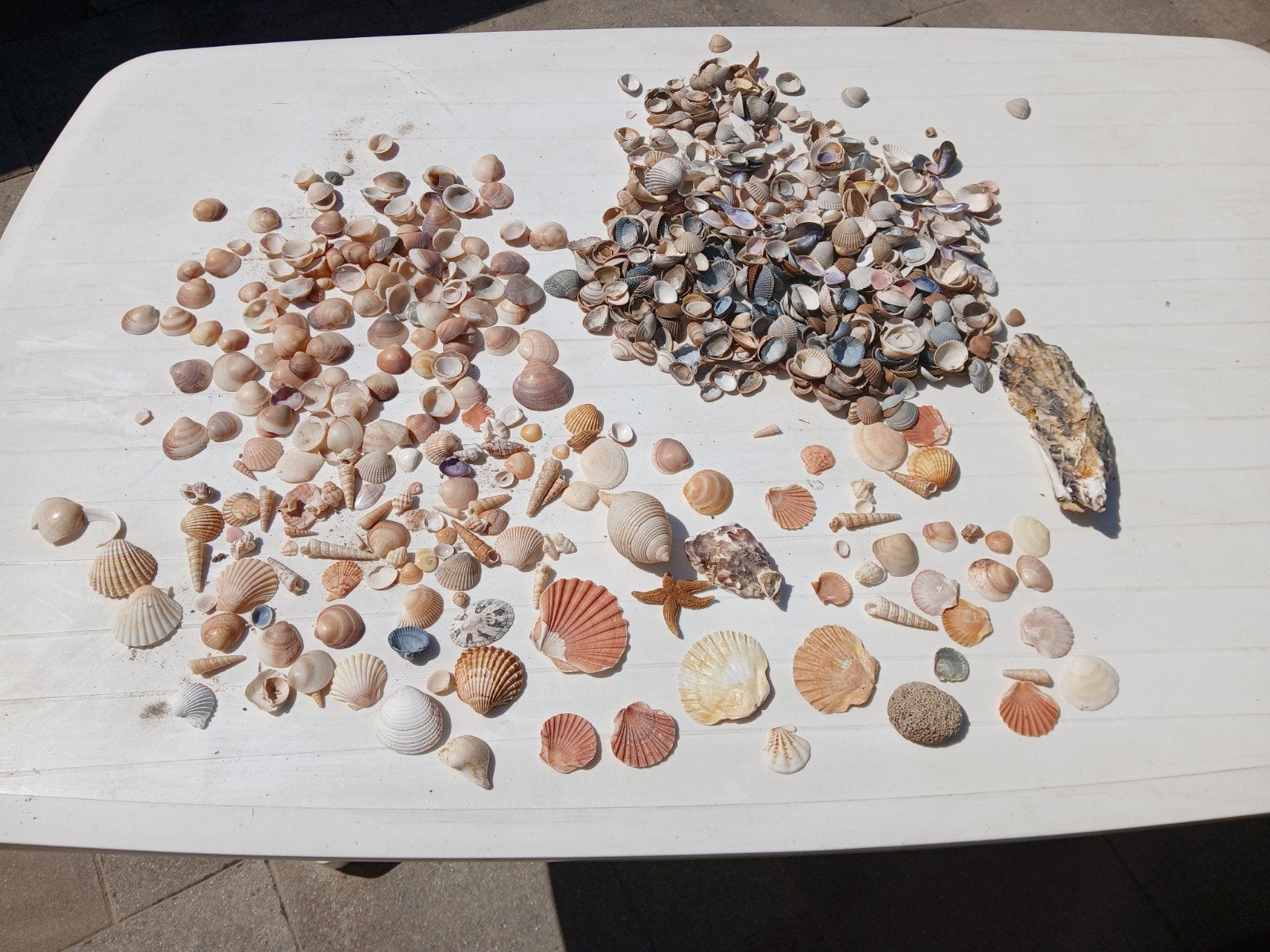 Grote collectie schelpen,waaiers ,en zeester, Ophalen, Gebruikt