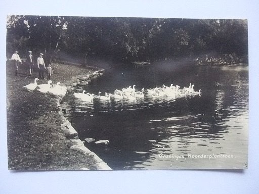 P303 Groningen - Noorderplantsoen met eenden, Verzenden, 1920 tot 1940, Ongelopen, Groningen