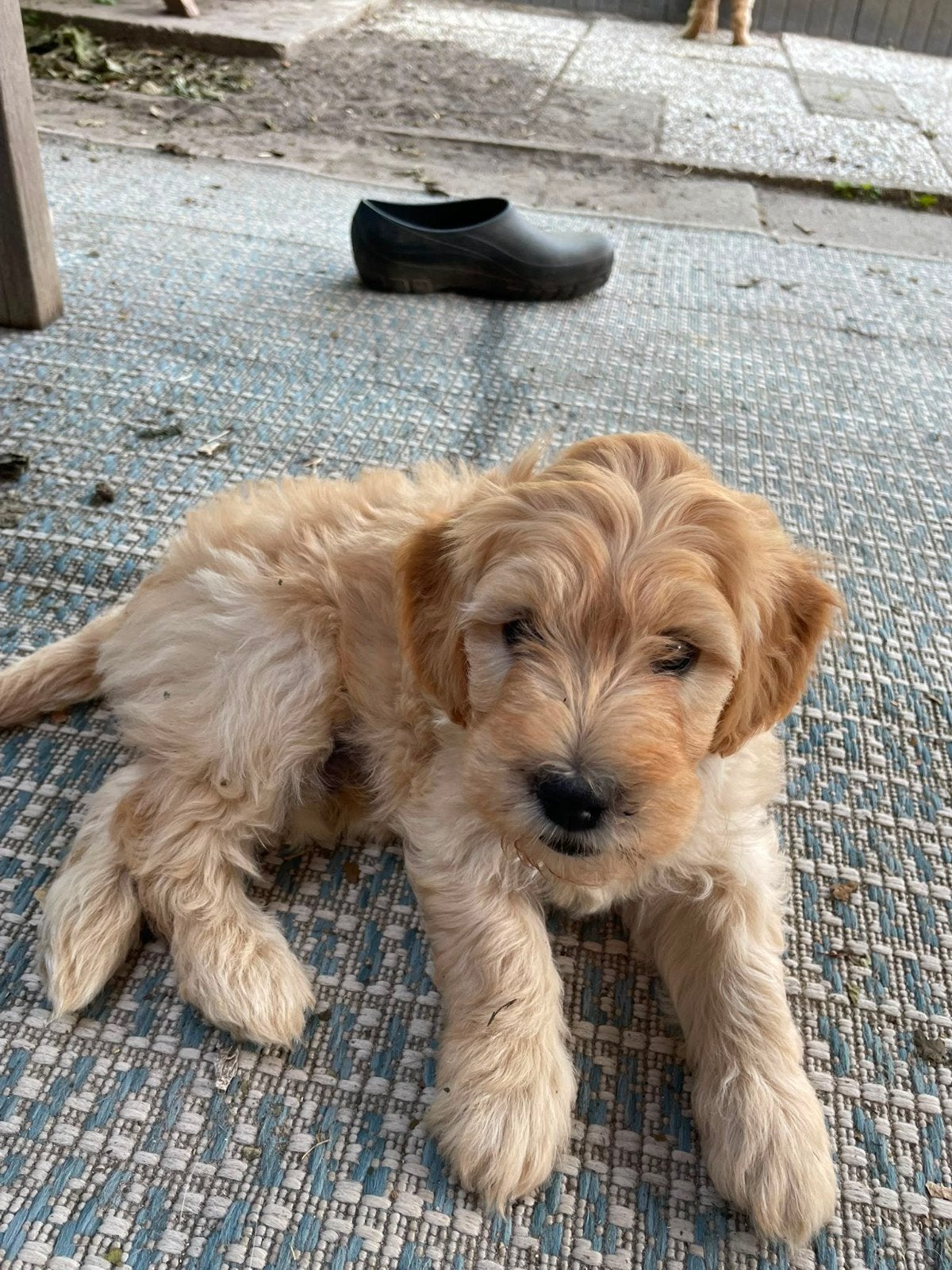 Mini goldendoodle f1 x australian labradoodle pups, Parvo, Overige rassen, 8 tot 15 weken, Meerdere