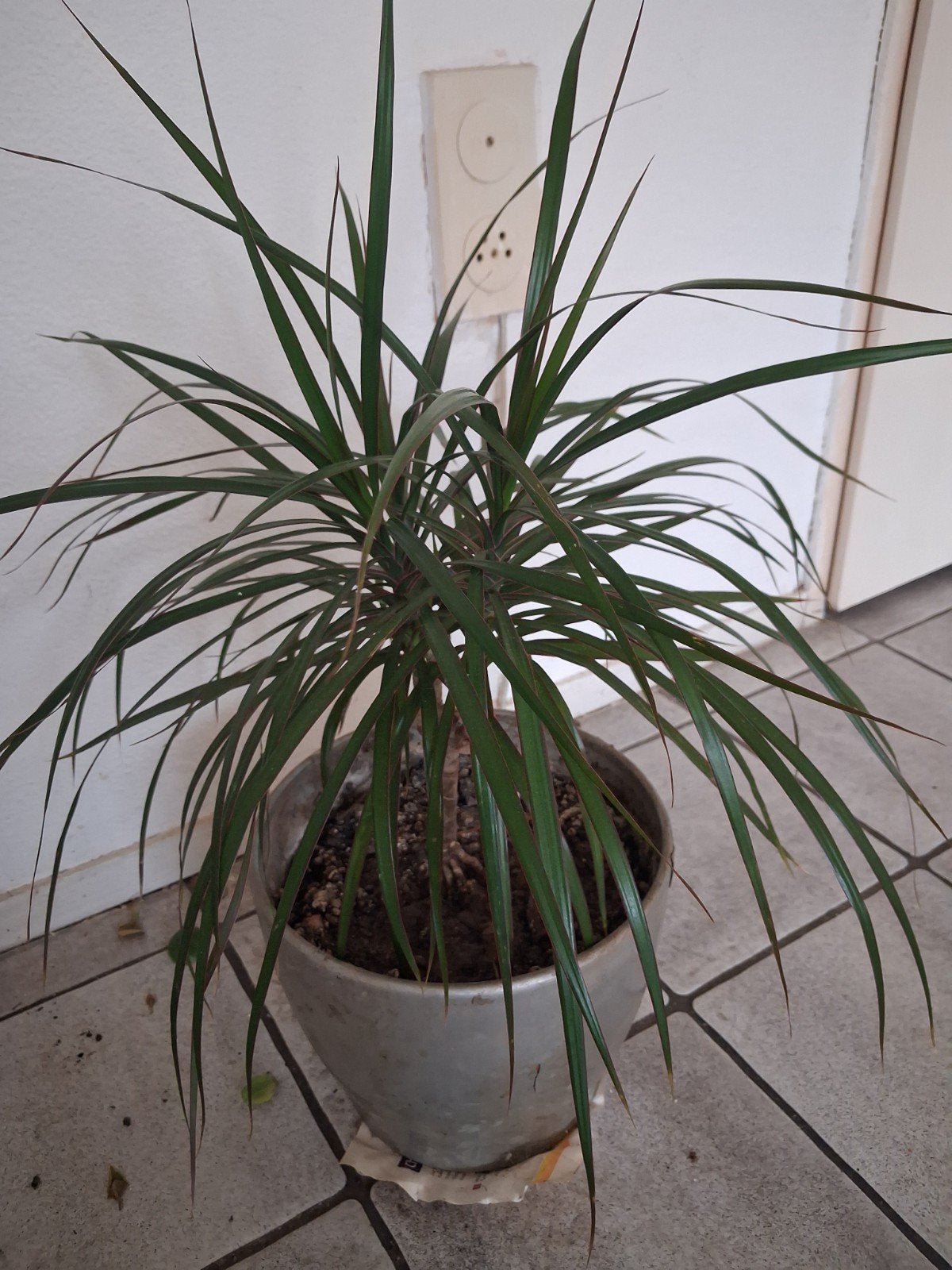 Mooie Dracaena plant in pot, 100 tot 150 cm, Overige soorten, In pot, Groene kamerplant