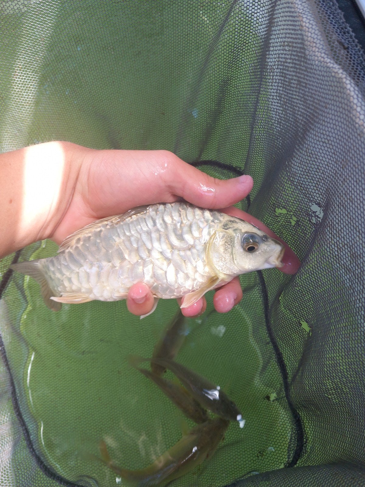 ghost karper wit, Dieren en Toebehoren, Karper of Koi