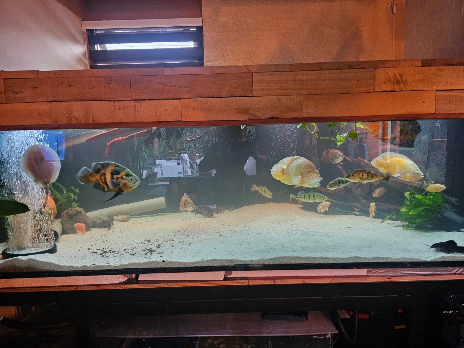 groot aquarium 246x120x80, Ophalen, Inclusief deksel, Gebruikt, Leeg aquarium