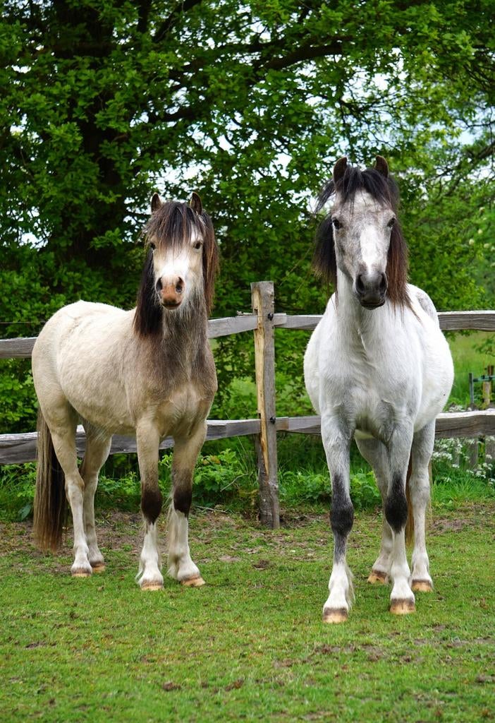 Mooie Welsh A pony's te koop met potentie!, Dieren en Toebehoren, Pony's, Meerdere dieren, Met stamboom, 0 tot 2 jaar