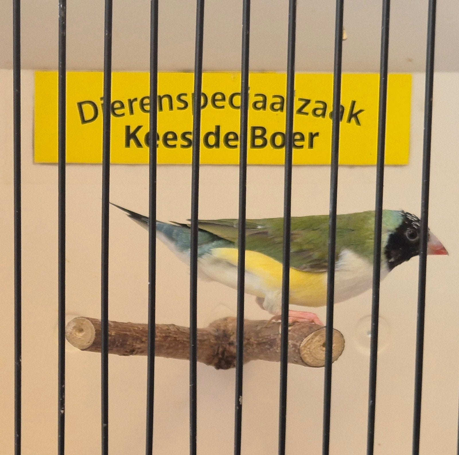 Witborst gouldamadine pop, Dieren en Toebehoren, Vrouwelijk