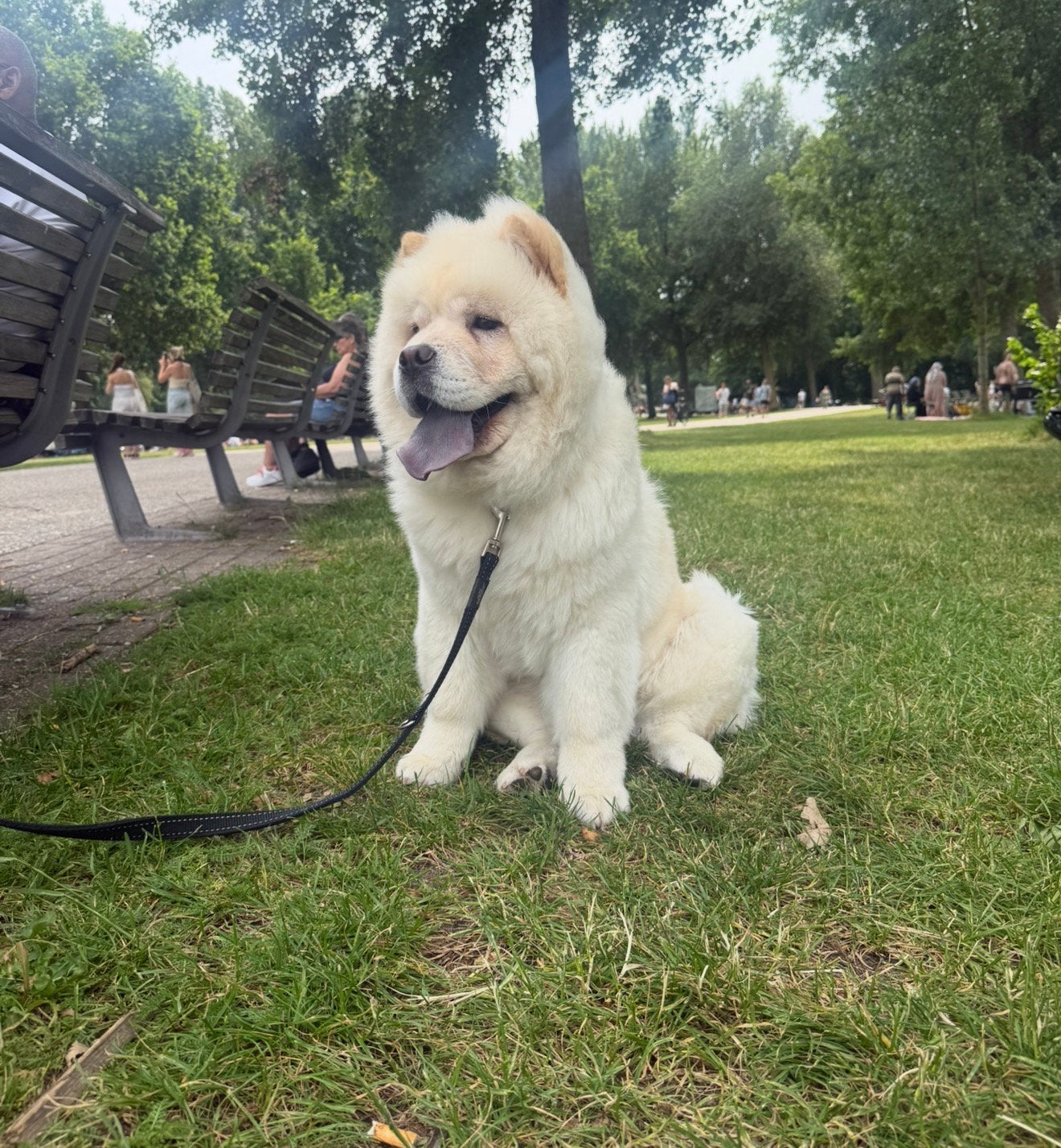 Chowchow, Dieren en Toebehoren, Honden | Retrievers, Spaniëls en Waterhonden, Particulier, 15 weken tot 1 jaar, Overige rassen