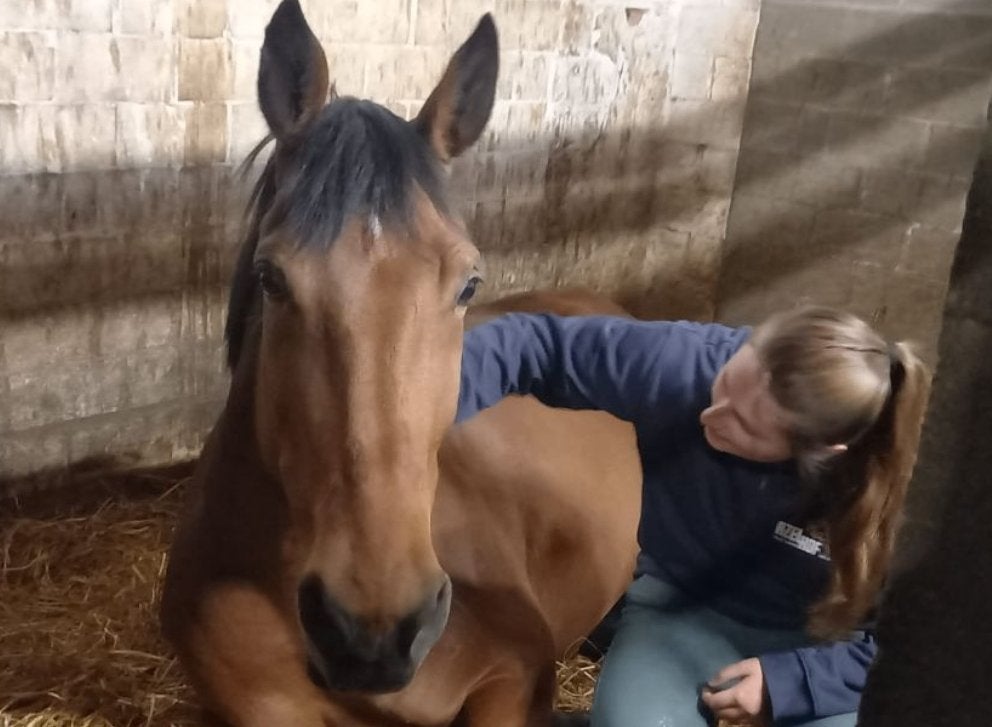Gezocht: paard te lease (verplaatsbaar), Ophalen of Verzenden, Dressuur