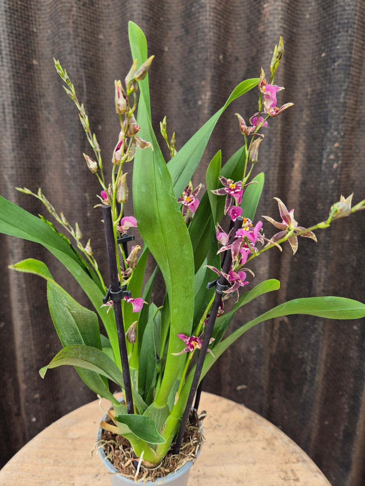 Orchidee p9 (3), Ophalen of Verzenden, Halfschaduw, Minder dan 100 cm