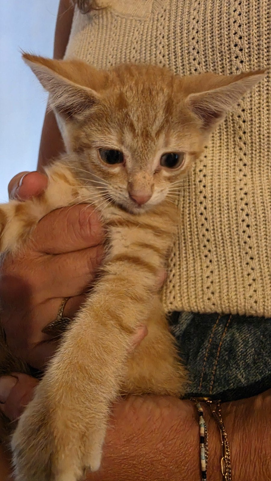 Te koop boerderijkitten, Dieren en Toebehoren, Kater
