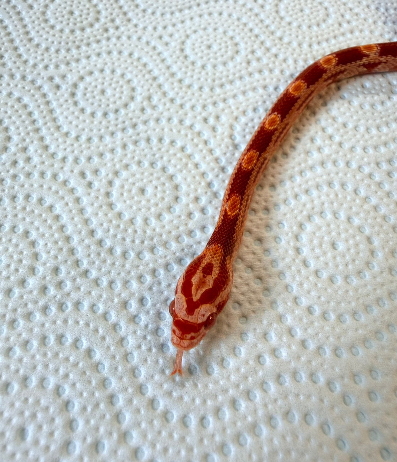 Jonge Amel Stripe korenslangen – geboren juli 2026 Corn Snake photo 5