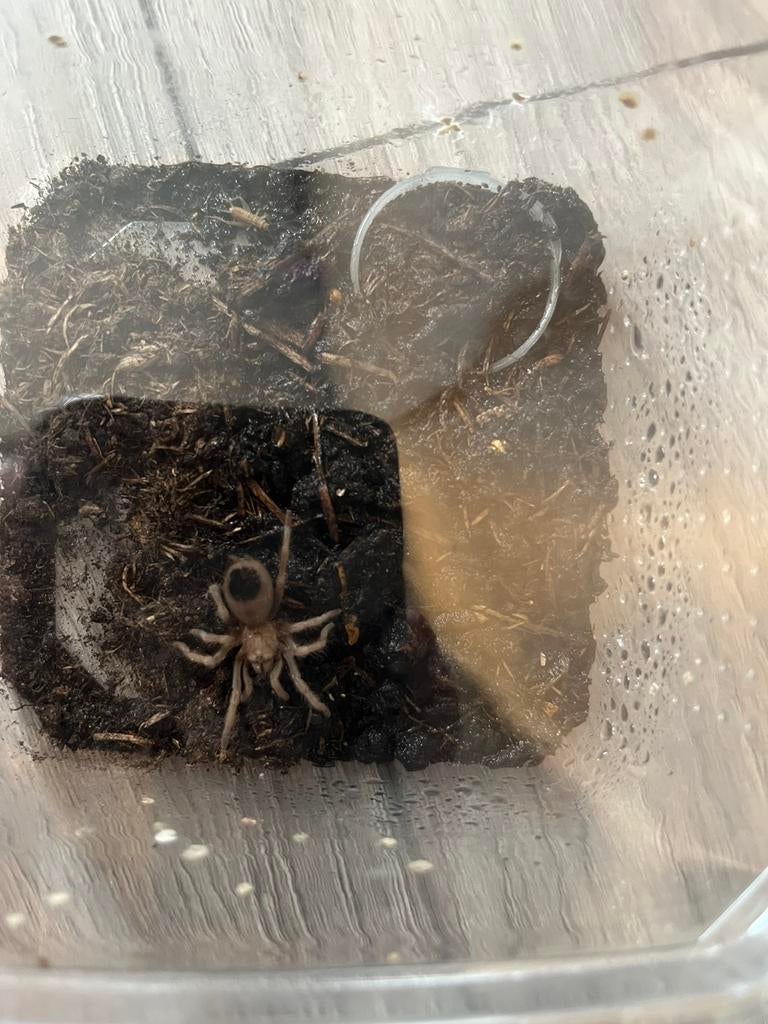 Aphonopelma chalcides juveniel, Dieren en Toebehoren