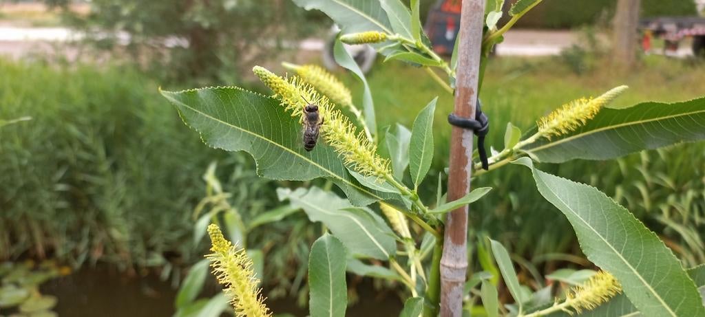 Amandelwilg (Salix Triandra) geworteld en uitgelopen stekken, Volle zon, Minder dan 100 cm, Zomer, Overige soorten
