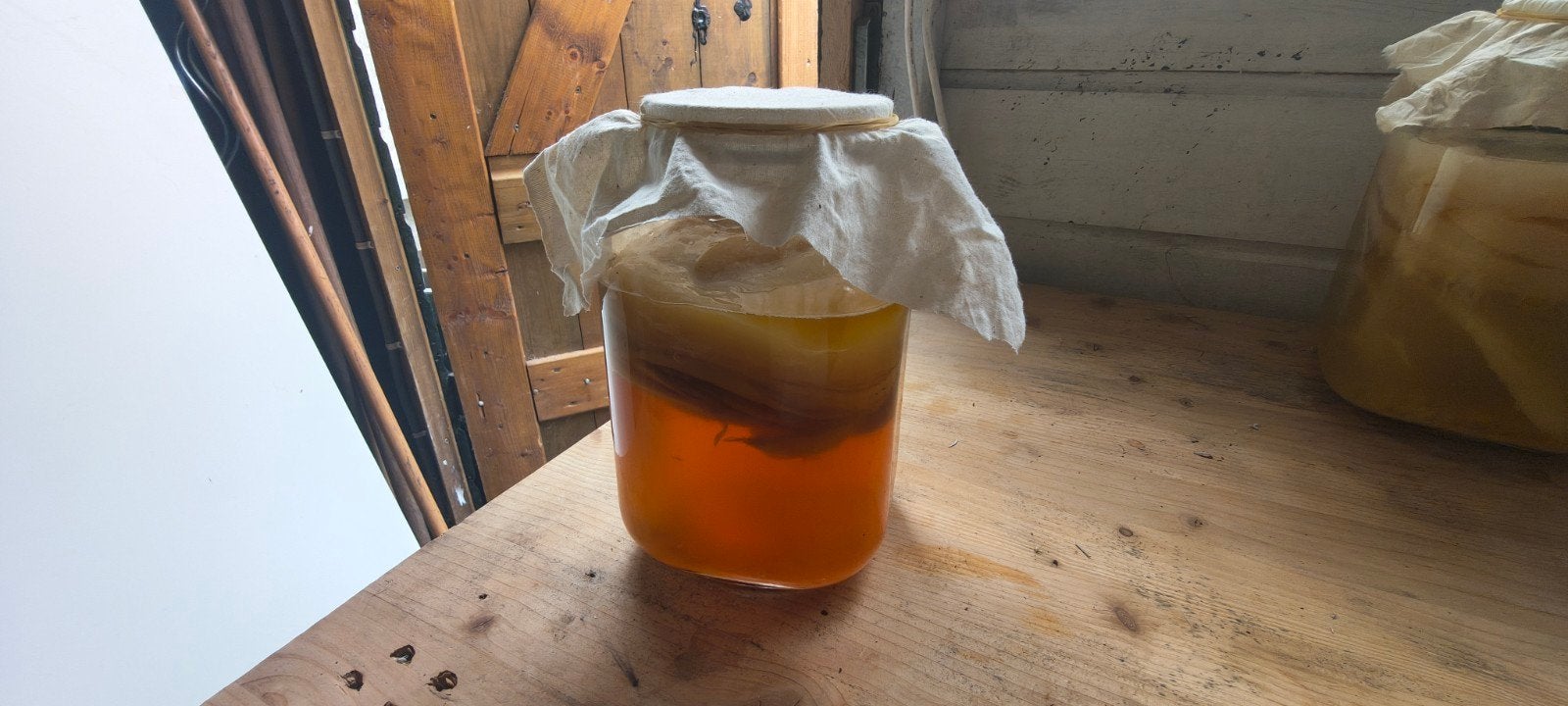 Kombucha scoby + starter vloeistof, Ophalen