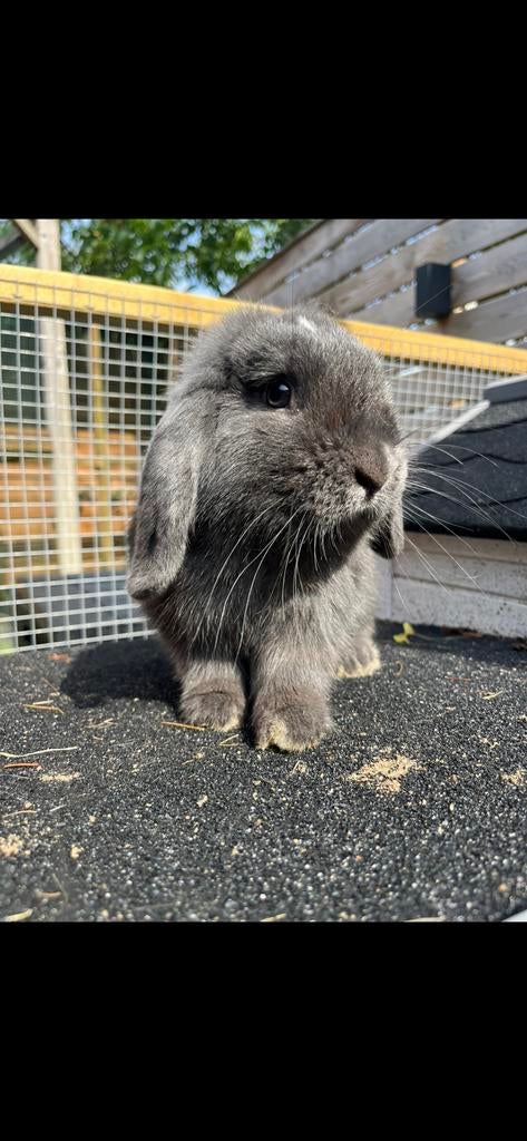 Raszuivere minilop dek-ram met stamboom, Dieren en Toebehoren, Mannelijk, Klein, 0 tot 2 jaar