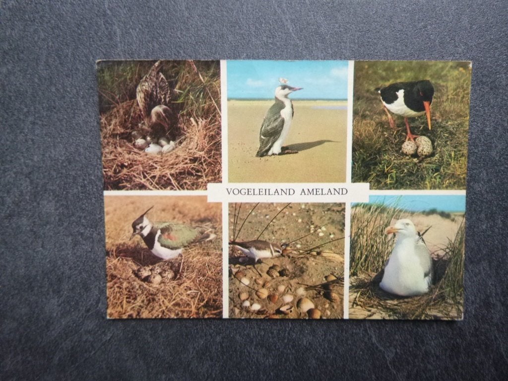 vogeleiland Ameland 1968, Verzenden, 1960 tot 1980, Gelopen, Waddeneilanden