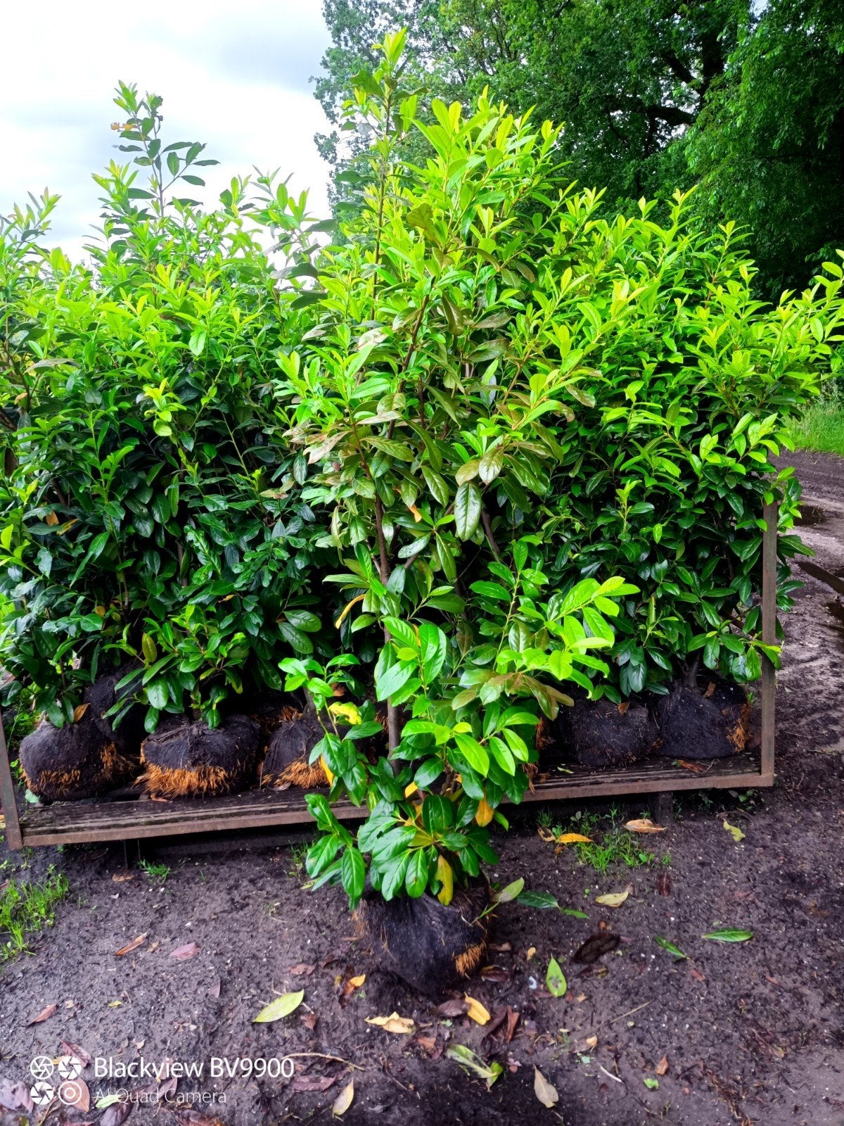 35 Laurier Prunus novita struiken 140-150cm haag planten, Tuin en Terras, Planten | Struiken en Hagen, Ophalen of Verzenden, Laurier